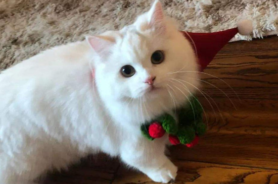 母猫发情多久，母猫发春一般几天
