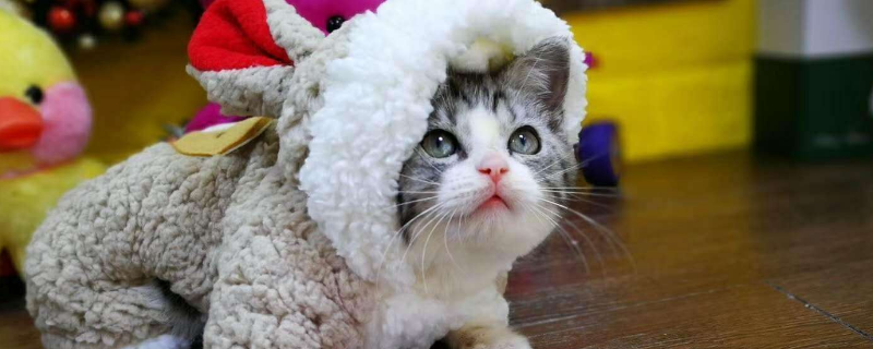 猫骨折了怎么办