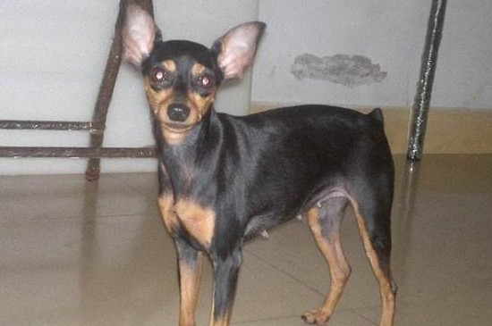 迷你杜宾犬多少钱一只，幼犬价格一般在500～3000元不等