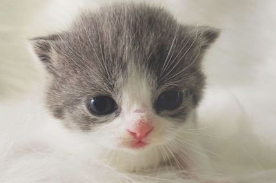 猫咪肉垫上长出小指甲