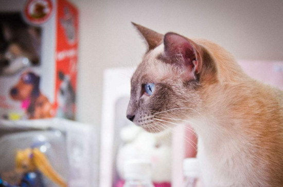 猫肚子鼓鼓的硬硬的