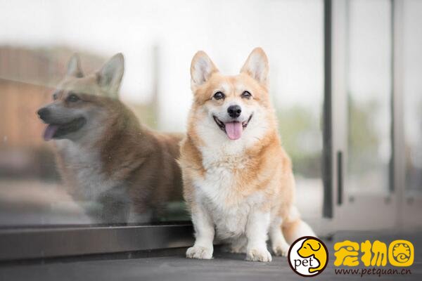 柯基犬的小短腿非常萌，想养却需要慎重考虑(有缺陷)