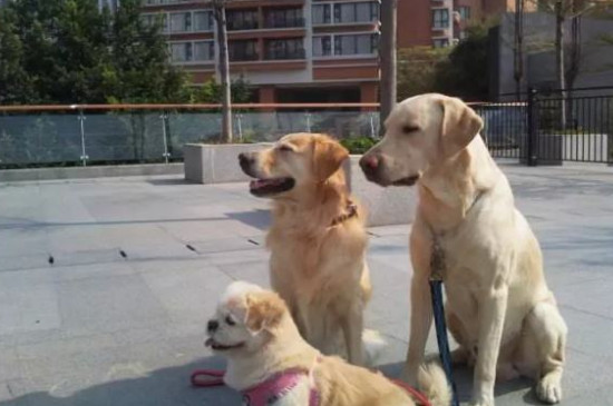 犬冠状症状