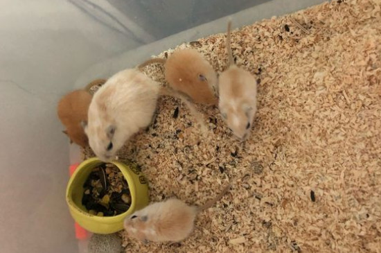 沙鼠和仓鼠一样吗?它们居然有这么多区别