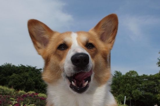 如何养柯基犬