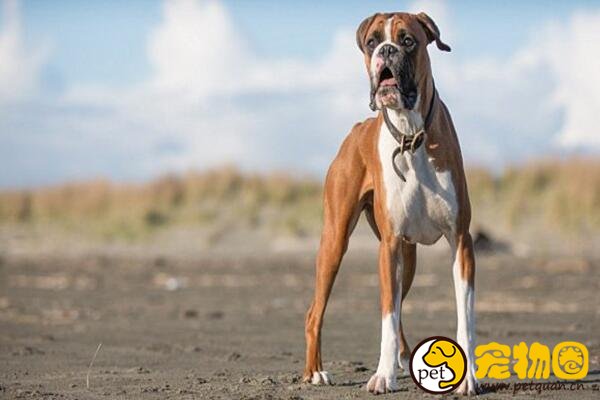 因为丑而冷门的拳师犬，实际上温顺又好养