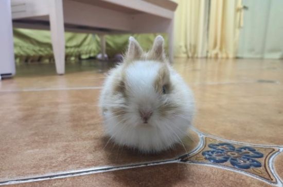 母兔不管小兔子怎么办
