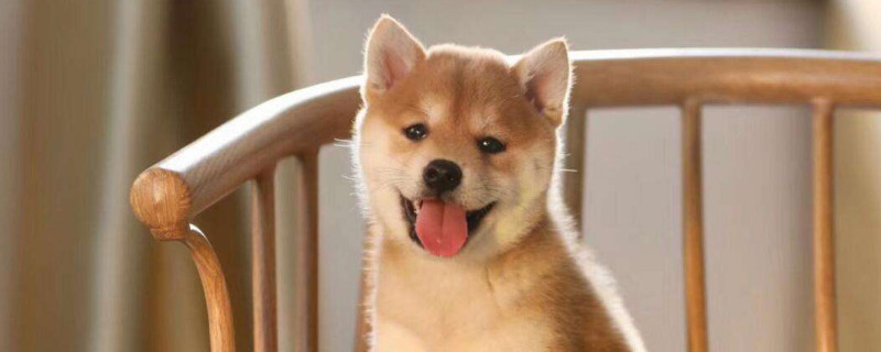 为什么很多人喜欢养柴犬