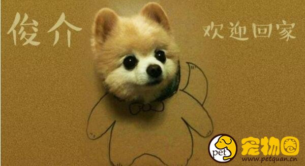 俊介犬是什么品种，体型超小的哈多利系博美犬(英系博美)