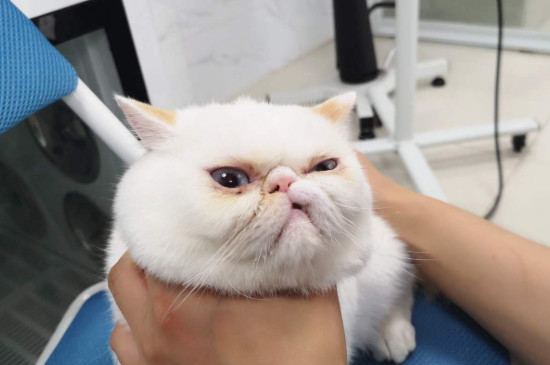 猫需要洗澡吗