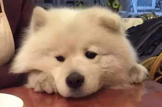 小狗睡觉抽搐