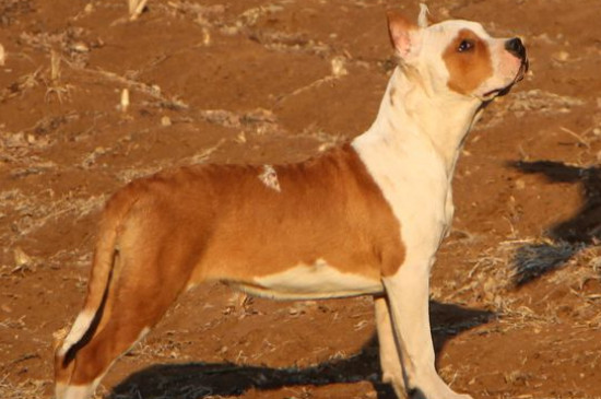 斯塔福犬多少钱一只，大概要3000元左右一只