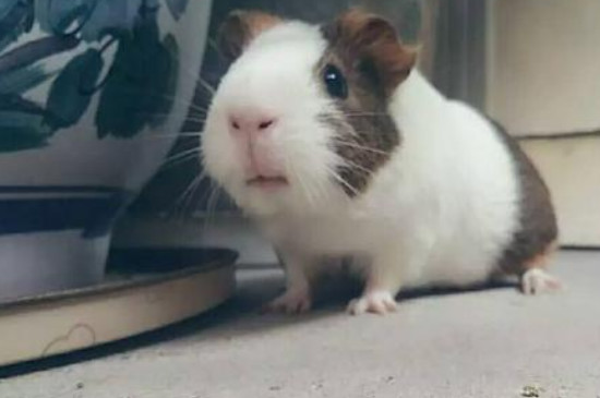 荷兰猪多少度会冻死