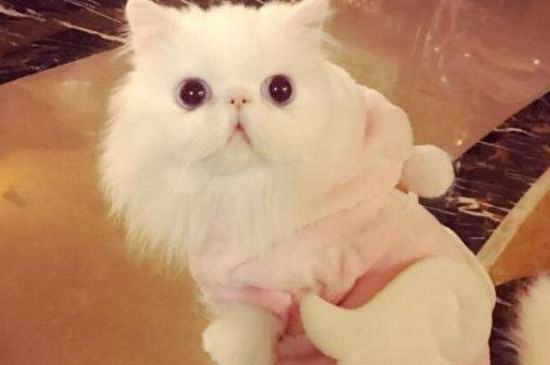 猫怎么驱虫