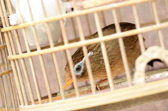 画眉鸟怎么饲养