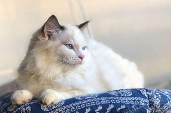 猫咪不吃猫粮怎么办