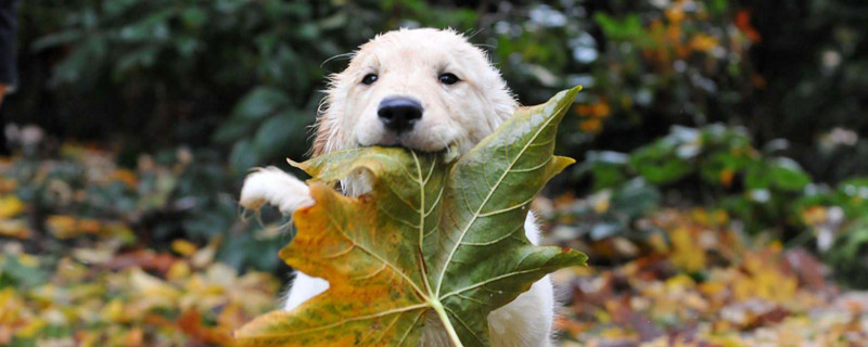 犬与狗的本质区别
