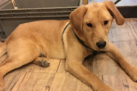 幼犬怎么驱虫