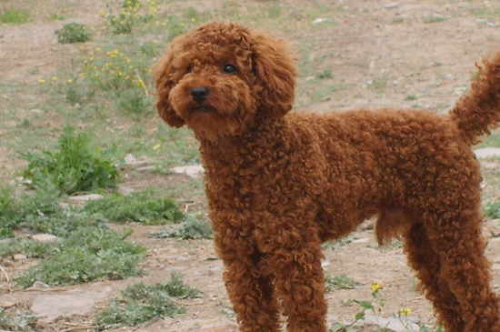 贵宾犬吃什么