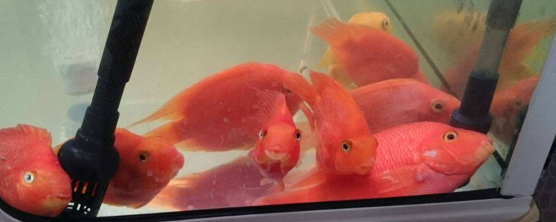 鹦鹉鱼身上有白点怎么办