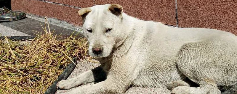 狗狗咬了蟾蜍口吐白沫会死吗