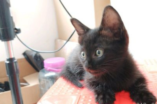 为什么别养土猫