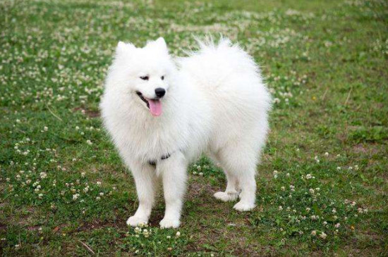 萨摩耶犬寿命有多长