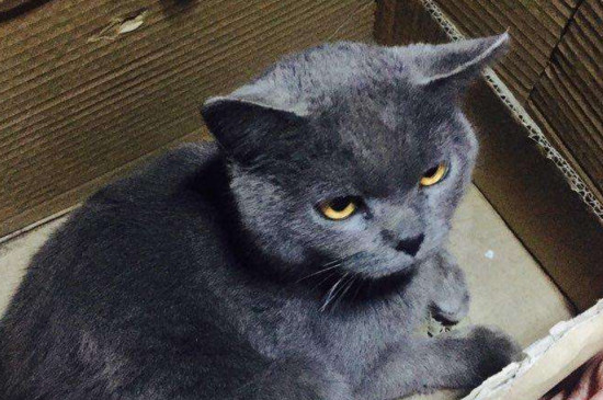 英短蓝猫的优缺点，适应力强不太掉毛但易肥胖