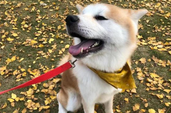 狗会来月经吗