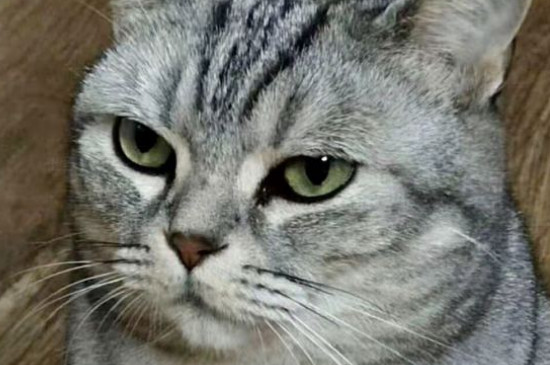 猫发腮是什么意思