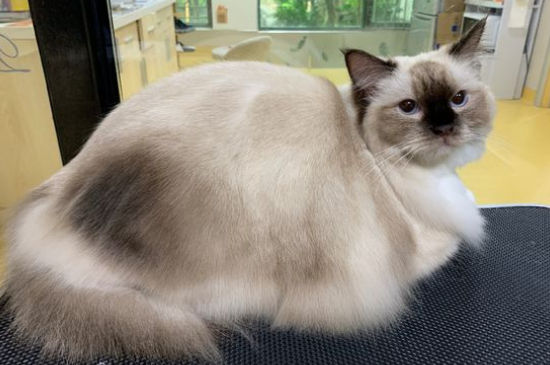 布偶猫很凶怎么办