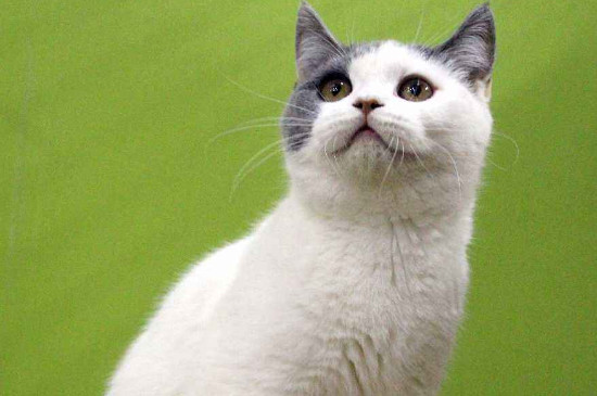 净梵猫贵还是蓝白贵