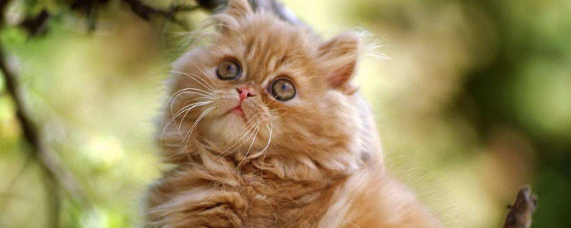 猫的特点是什么