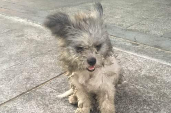 狗几个月算成年