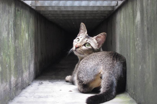 小型猫的品种