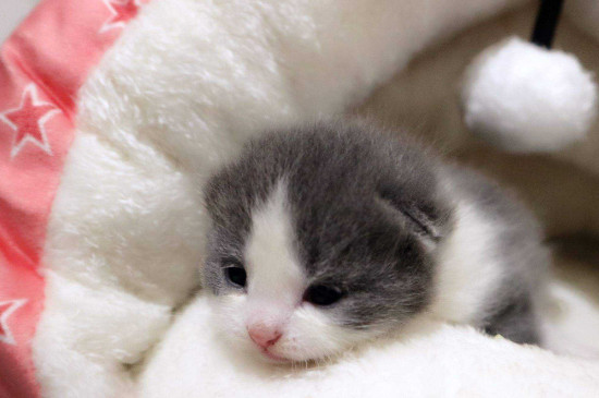 猫咪吃什么猫粮好