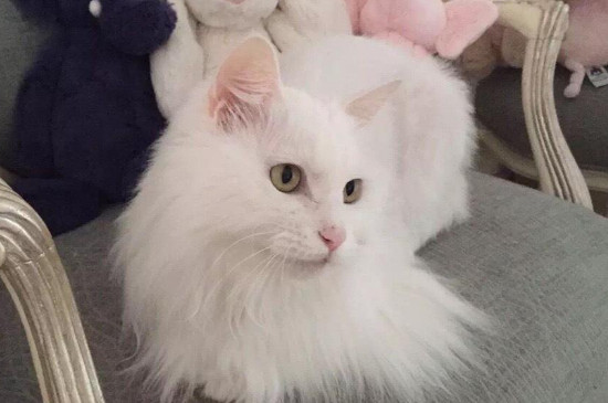 猫猫怀孕几个月生宝宝
