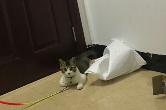 猫的年龄怎么算
