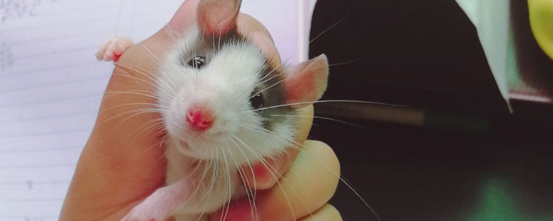 新手养花枝鼠注意什么