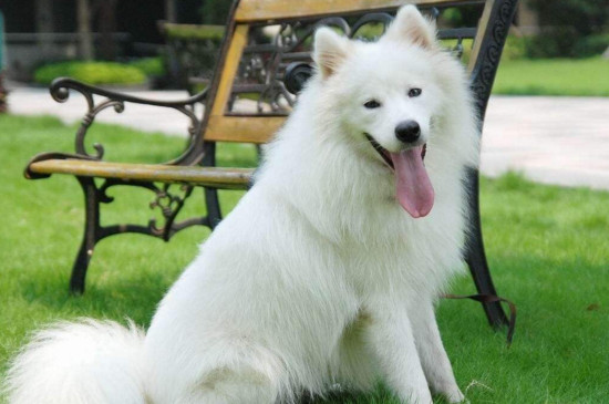什么狗可爱好看，盘点又萌又漂亮的四大犬种