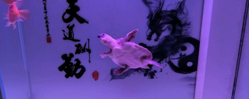猪鼻龟饲养注意事项