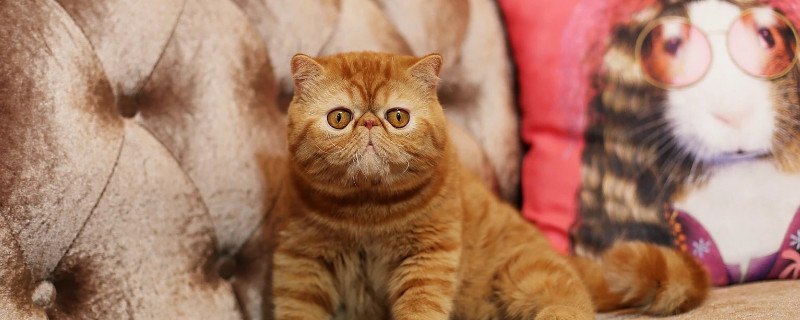 猫狂犬病症状表现