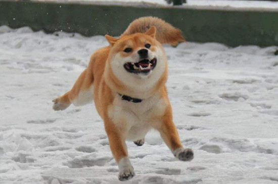 秋田犬和柴犬的区别