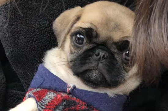 巴哥犬的优缺点