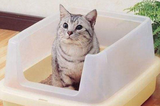 膨润土猫砂怎么溶解，不易溶解容易堵马桶