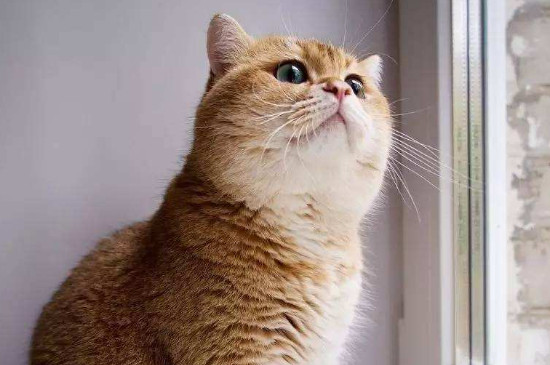 猫老是叫怎么回事