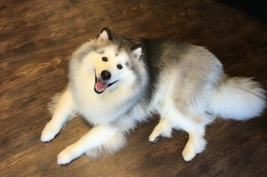 阿拉斯加犬好养吗，不好养而且养起来伤不起