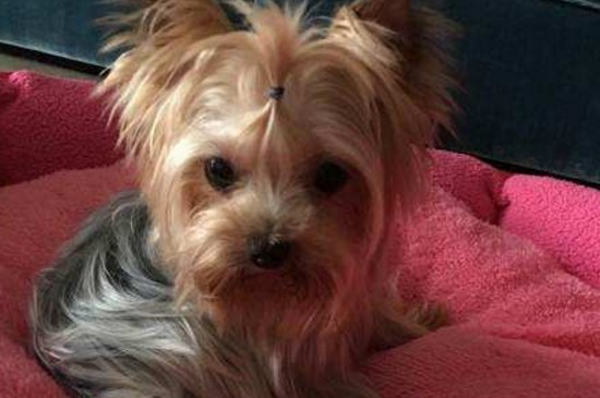 茶杯犬有哪些品种，盘点常见的5个茶杯犬种类