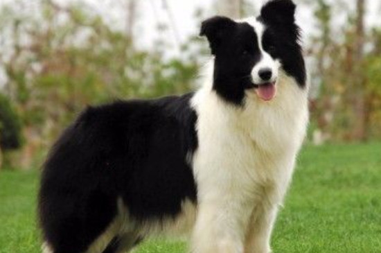 边境牧羊犬能吃什么水果
