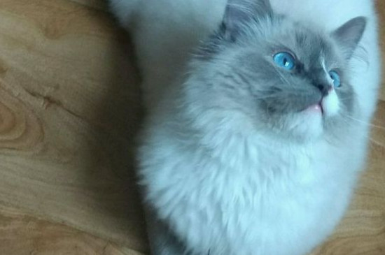 猫一般在几月份掉毛